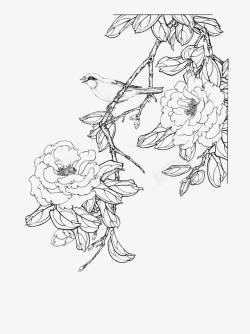 黑白描线花卉茶花高清图片