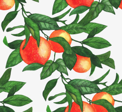 橘园橘树上的柑橘果实手绘图高清图片