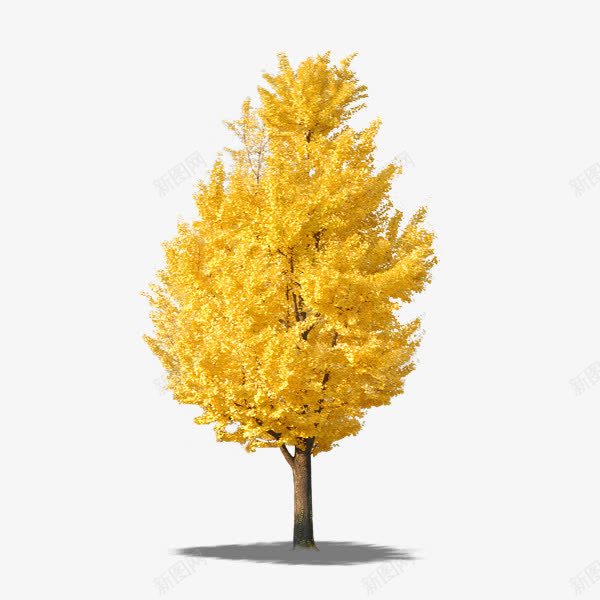 秋天的树png免抠素材_新图网 https://ixintu.com 树干 秋季 阳光 阴影 黄色的树叶