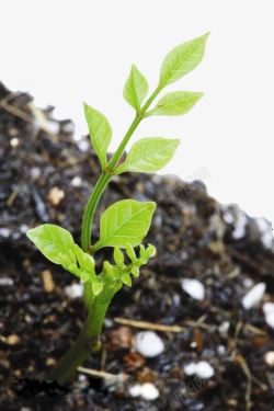 绿色植物小嫩芽新生命绿芽高清图片