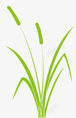 芦苇植物素材绿色春季芦苇植物高清图片