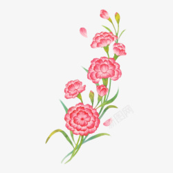 母亲节康乃馨花卉植物素材