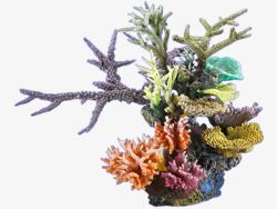 植物群珊瑚高清图片
