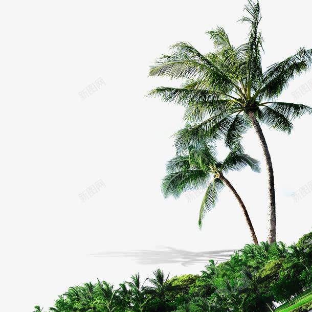椰子树木png免抠素材_新图网 https://ixintu.com 夏日元素 椰子 椰树 沙滩元素