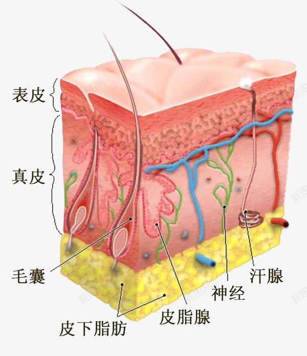 面部细胞组织图png免抠素材_新图网 https://ixintu.com 毛囊 皮肤结构 神经结构 肌肤组织 血管 表皮结构