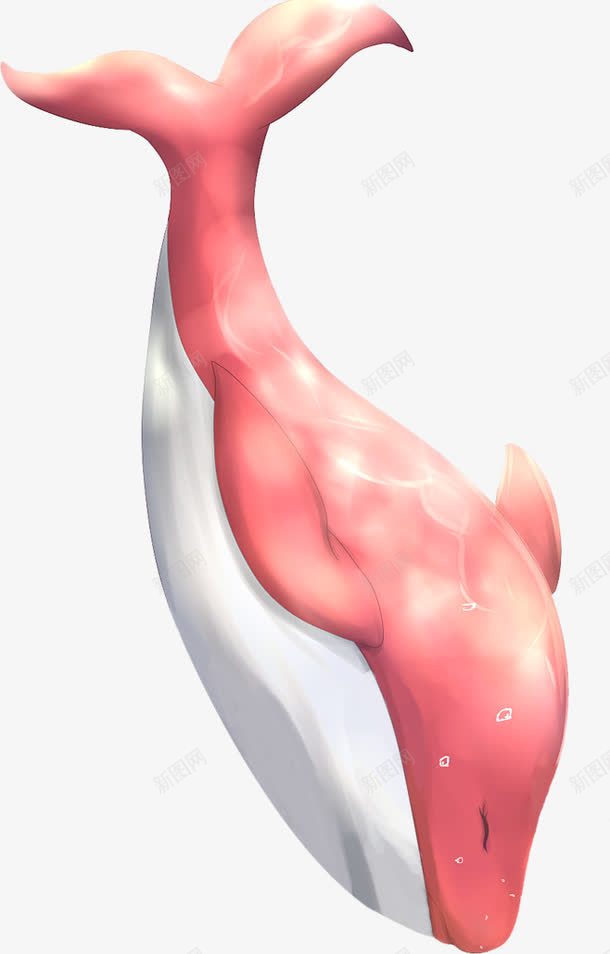 红色鲸鱼png免抠素材_新图网 https://ixintu.com 双十一海报 海洋生物 粉红色 鲸鱼 鲸鱼插图