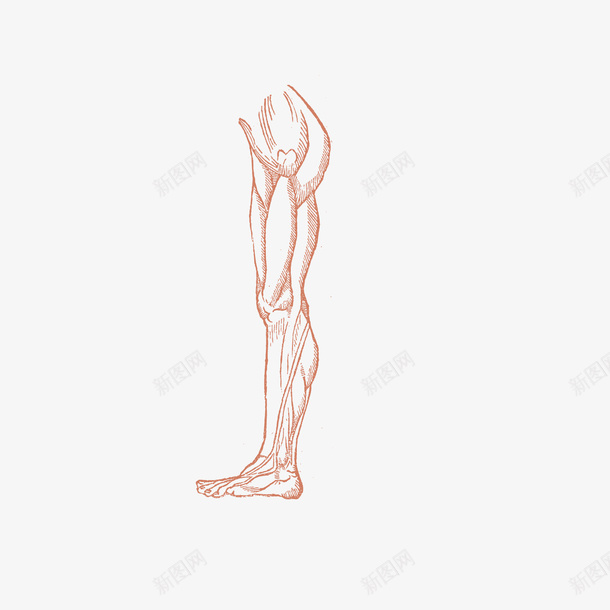 手绘大腿矢量图ai免抠素材_新图网 https://ixintu.com AI免抠图 人体肌肉 卡通肌肉 大腿设计 平面设计 手绘肌肉 肌肉线条 矢量图