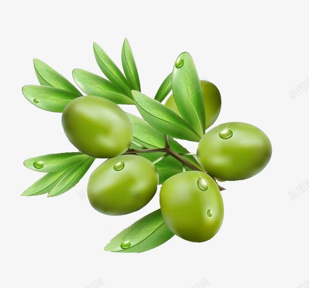橄榄png免抠素材_新图网 https://ixintu.com 植物 橄榄 橄榄油 绿色