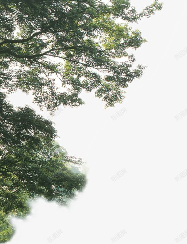 户外摄影绿色的大树合成效果png免抠素材_新图网 https://ixintu.com 合成 大树 户外 摄影 效果 绿色