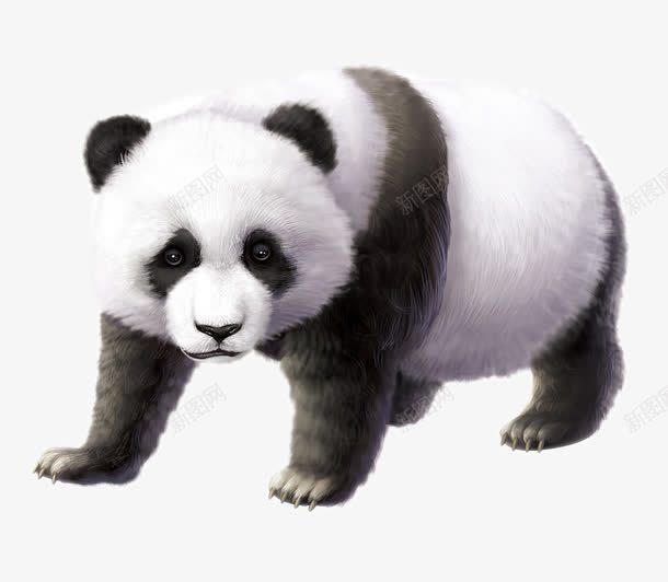 国宝熊猫png免抠素材_新图网 https://ixintu.com 可爱 哺乳动物 黑白图案