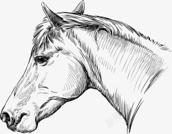 速写昂起的马头手绘速写可爱马头元素高清图片
