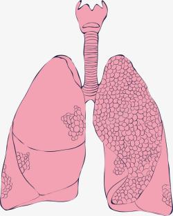粉色肺部人体的粉色肺部器官高清图片