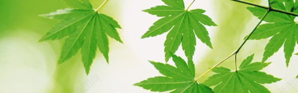 树叶背景背景