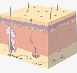 皮肤分层面部细胞组织图高清图片