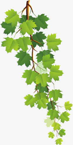 绿色葡萄葡萄藤枝叶绿色手绘矢量图高清图片
