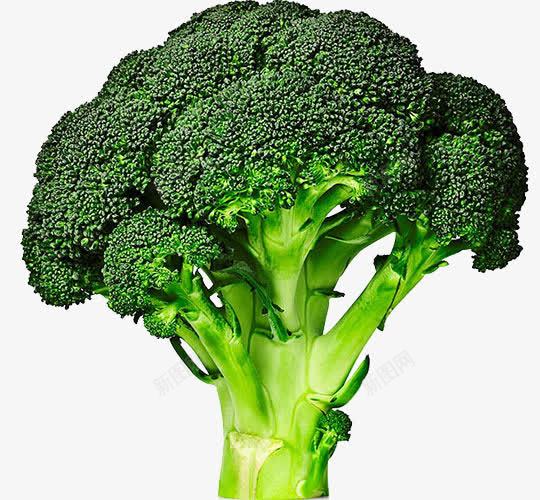 绿色蔬菜png免抠素材_新图网 https://ixintu.com 生鲜 菜类图片 西蓝花 食材