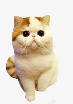毛茸茸的的猫咪萌宠猫咪高清图片