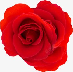 春天鲜艳红色玫瑰装饰素材
