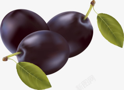 水果西梅三颗紫色的西梅食物高清图片