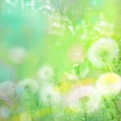 蒲公英的种子梦幻绿色背景高清图片
