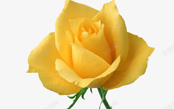黄色玫瑰花朵儿png免抠素材_新图网 https://ixintu.com 植物 玫瑰 素材 花 饰品