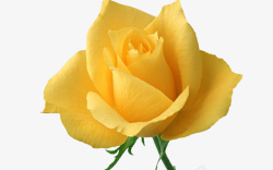 黄色玫瑰花朵儿素材