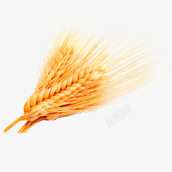 小麦田三支黄色的小麦穗高清图片