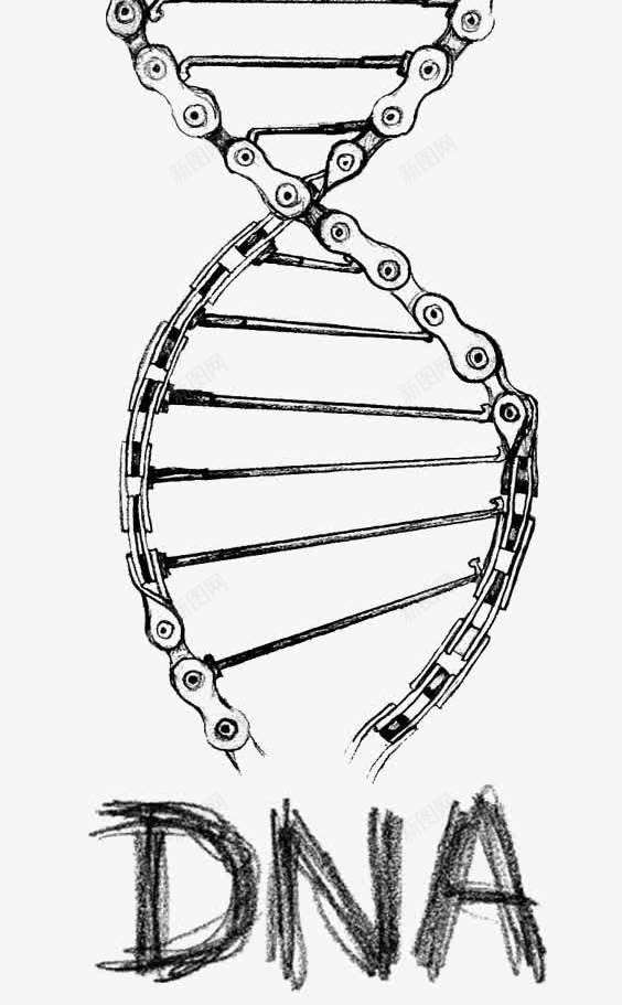 链条DNApng免抠素材_新图网 https://ixintu.com DNA双螺旋结构图片 人体组织 创意链条 手绘 自行车链条 血管