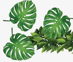 热带植物绿色叶子素材