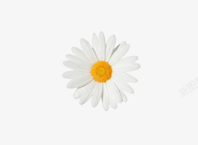 白色雏菊花朵png免抠素材_新图网 https://ixintu.com 白色 素材 花朵