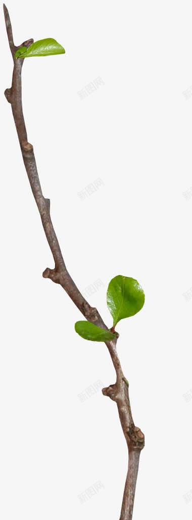 刚发芽的春条的枝条png免抠素材_新图网 https://ixintu.com 刚发芽的 春天的枝条 生机勃勃 绿色树叶