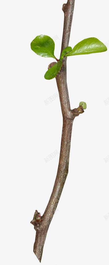 刚发芽的春条的枝条png免抠素材_新图网 https://ixintu.com 刚发芽的 春天的枝条 生机勃勃 绿色树叶