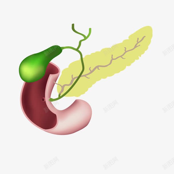 人体器官胆囊绿色png免抠素材_新图网 https://ixintu.com 人体 人体器官 器官 绿色 胆囊