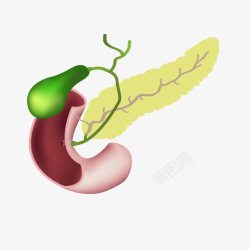 胆囊人体器官胆囊绿色高清图片