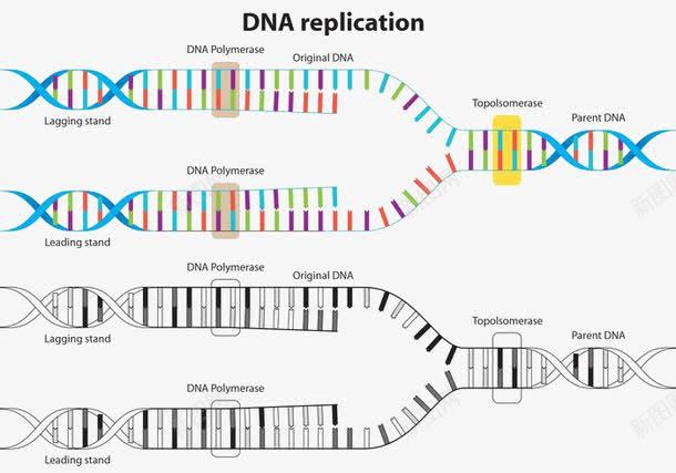 DNA复制png免抠素材_新图网 https://ixintu.com DNA DNA双螺旋结构图片 DNA复制 脱氧核糖核酸