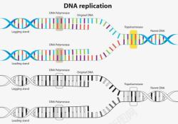 DNA复制DNA复制高清图片