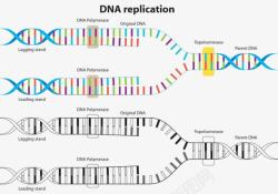 DNA复制素材