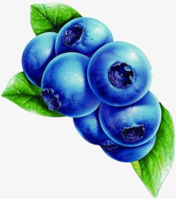 蓝莓新鲜水果手绘素材