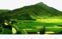 禾苗稻田自然景观高清图片