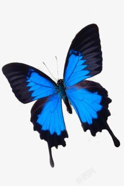 蓝色碎片飞舞蝴蝶高清图片
