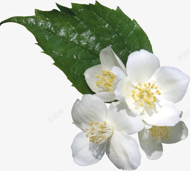 白色花朵绿色叶子清新植物png免抠素材_新图网 https://ixintu.com 叶子 植物 清新 白色 绿色 花朵