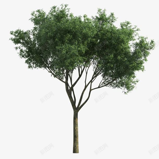 绿色植物树png免抠素材_新图网 https://ixintu.com 免抠png 春天 树 植树节 植物 绿色