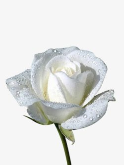 白色水珠绽放花朵素材