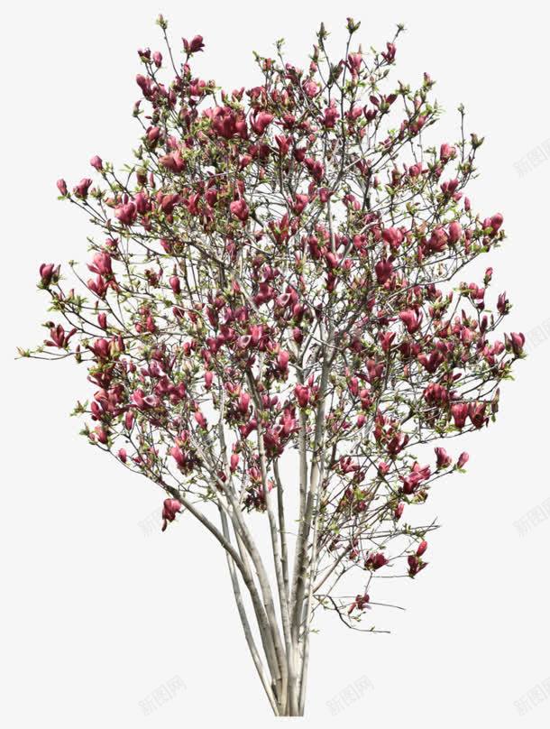 粉红花朵树png免抠素材_新图网 https://ixintu.com 春天 植树节 粉红树 花朵