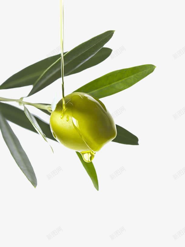 橄榄油png免抠素材_新图网 https://ixintu.com 叶子 植物 橄榄油 绿色