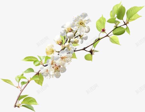 白色春天花朵树叶美景png免抠素材_新图网 https://ixintu.com 春天 树叶 白色 美景 花朵