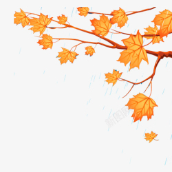 秋天丰收素材雨中一棵金黄色的枫树高清图片