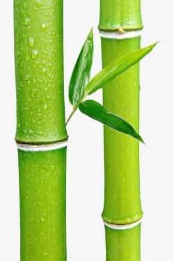 热带气候绿色竹子高清图片