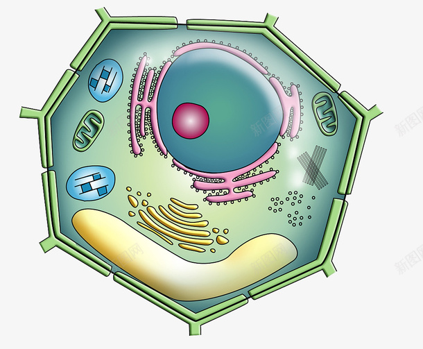 彩色细胞核结构png免抠素材_新图网 https://ixintu.com 动物细胞 核糖核酸 植物细胞 模型结构 细胞核 细胞膜 细胞质