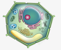 植物细胞彩色细胞核结构高清图片